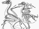 Rekonstrukce kostry archeopteryxe (vlevo) a souasného holuba v knize O pvodu...