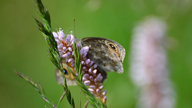 Louka v údolí Pramenského potoka nedaleko Mnichova se má stát domovem motýlů, hmyzu i bylin.