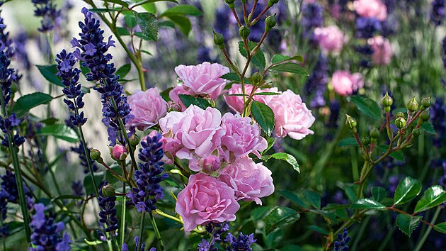 Aromatická levandule ochrání růže před mšicemi, podobně jako třeba šalvěj. Navíc chrání půdu kolem růží před vysycháním.