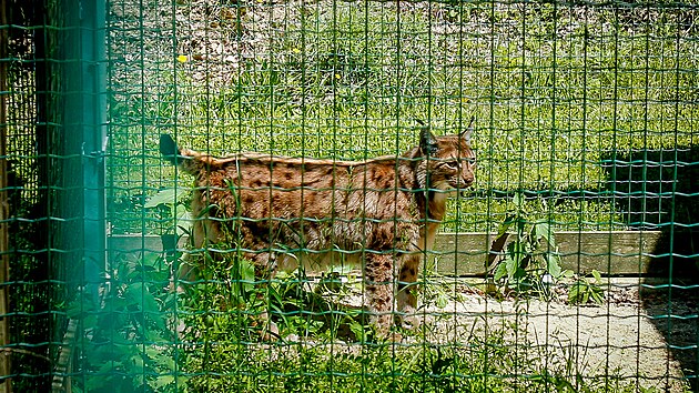 V z�chrann� stanici Rozovy si u��v� zaslou�en� klidn� st��� i star�� p�r rys�, kter� byl d��ve v zoologick� zahrad� v Hlubok� nad Vltavou.