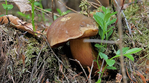 V lesch na Vysoin u se zaaly v poslednch dnech objevovat tak prvn hibovit houby. Toto je hib kov.