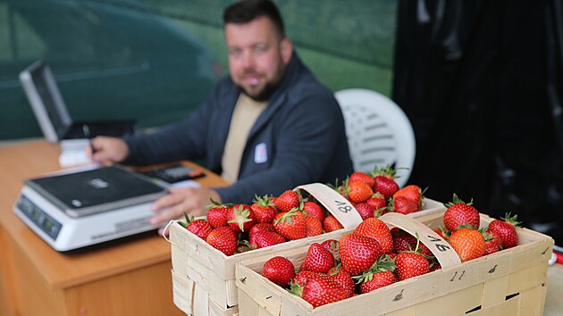 Na plantáži u Kejžlice už je samosběr jahod v plném proudu. Hned v prvních dnech po zahájení na plantáže Josefa Čapka zavítaly stovky lidí.