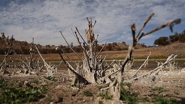 Zbytky suchch strom na dn jezera  Peñuelas v Chile (13. ervna 2022)