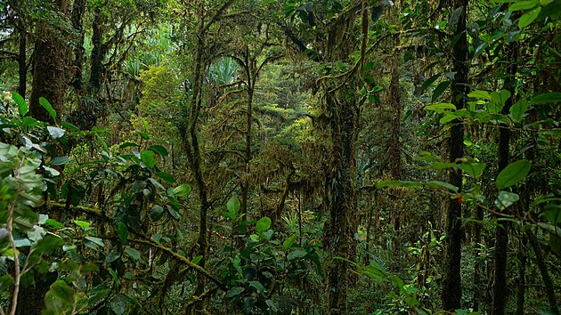 Výzkum mapující hmyz, kterému se věnují olomoučtí zoologové z vědeckého týmu Ladislava Bocáka, má mimo jiné pomoci při zkoumání dopadů lidské činnosti a ochraně přírody. Na snímku původní mlžný les v Bismarckově pohoří na Papui Nové Guineji.