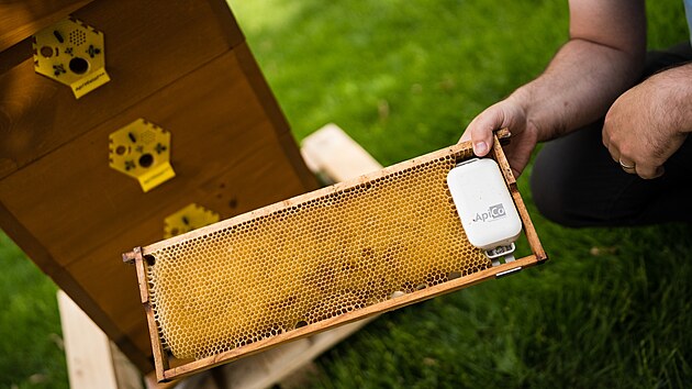 Chytr� �l od brn�nsk�ch v�dc� s�m nahl�s� zlod�je i vyrojen� v�el.