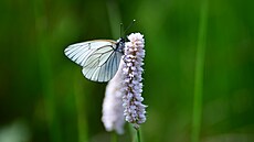 Louka v údolí Pramenského potoka nedaleko Mnichova se má stát domovem motýl,...