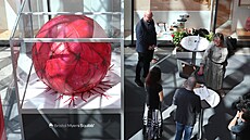 Nádorová buka. Kampa s obím modelem nádorové buky zaala tento týden v...