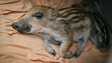 I divoká prasátka potebují lásku.