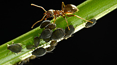 Mravenci mšice milují, jsou pro ně zdrojem lahodné medovice. 