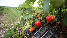 Na plantái u Kejlice u je samosbr jahod v plném proudu. Hned v prvních...