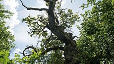 Stromem hrdinou se stala hrušeň polní, která roste ve Vizovicích (červen 2022).