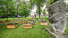 Komunitní zahrada u hradecké Stelnice (10. 6. 2022)