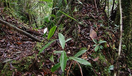 Olomoutí vdci objevili na ostrov Borneo dosud neznámý druh masoravé...