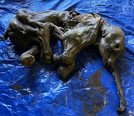 Zlatokop na Klondiku objevil vzácn zachovalou mumii mamutího mládte. (27. 6....