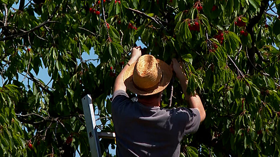 Vlastnoru�n� natrhané t�e�n� chutnají nejlíp. A vyzkou�íte si, �e trhání tohoto...