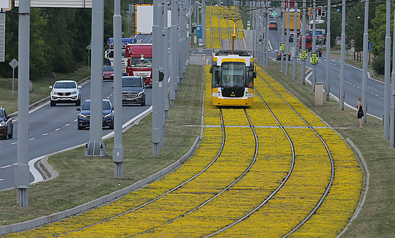 Rozkvetlý pás zdobí tramvajovou tra linky íslo 1 v Plzni - Bolevci. (16. 6....