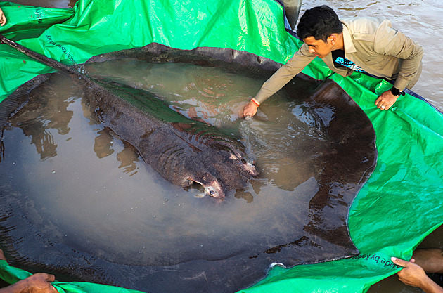 Rybář v Kambodži ulovil dosud největší sladkovodní rybu, vážila 300 kilo