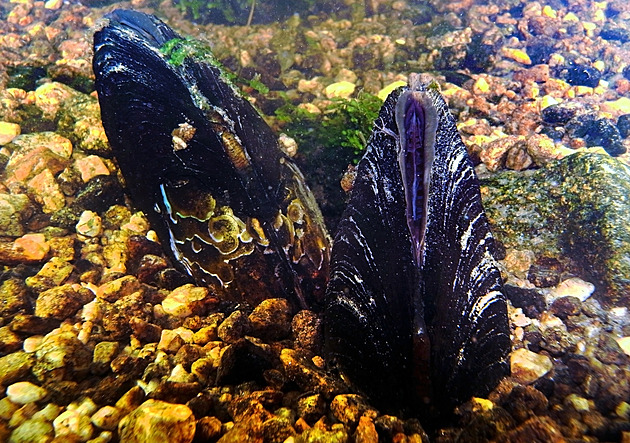Perlorodek v Teplé Vltavě přibylo, v řece mají ideální podmínky pro život