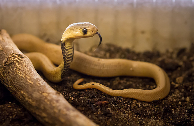 Zaříkávač v egyptském hotelu nechal hada vklouznout muži do kalhot. Turista zemřel
