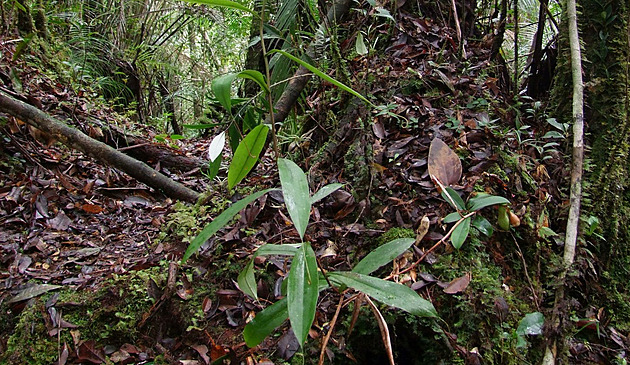 Olomoutí vdci objevili na ostrov Borneo dosud neznámý druh masoravé...