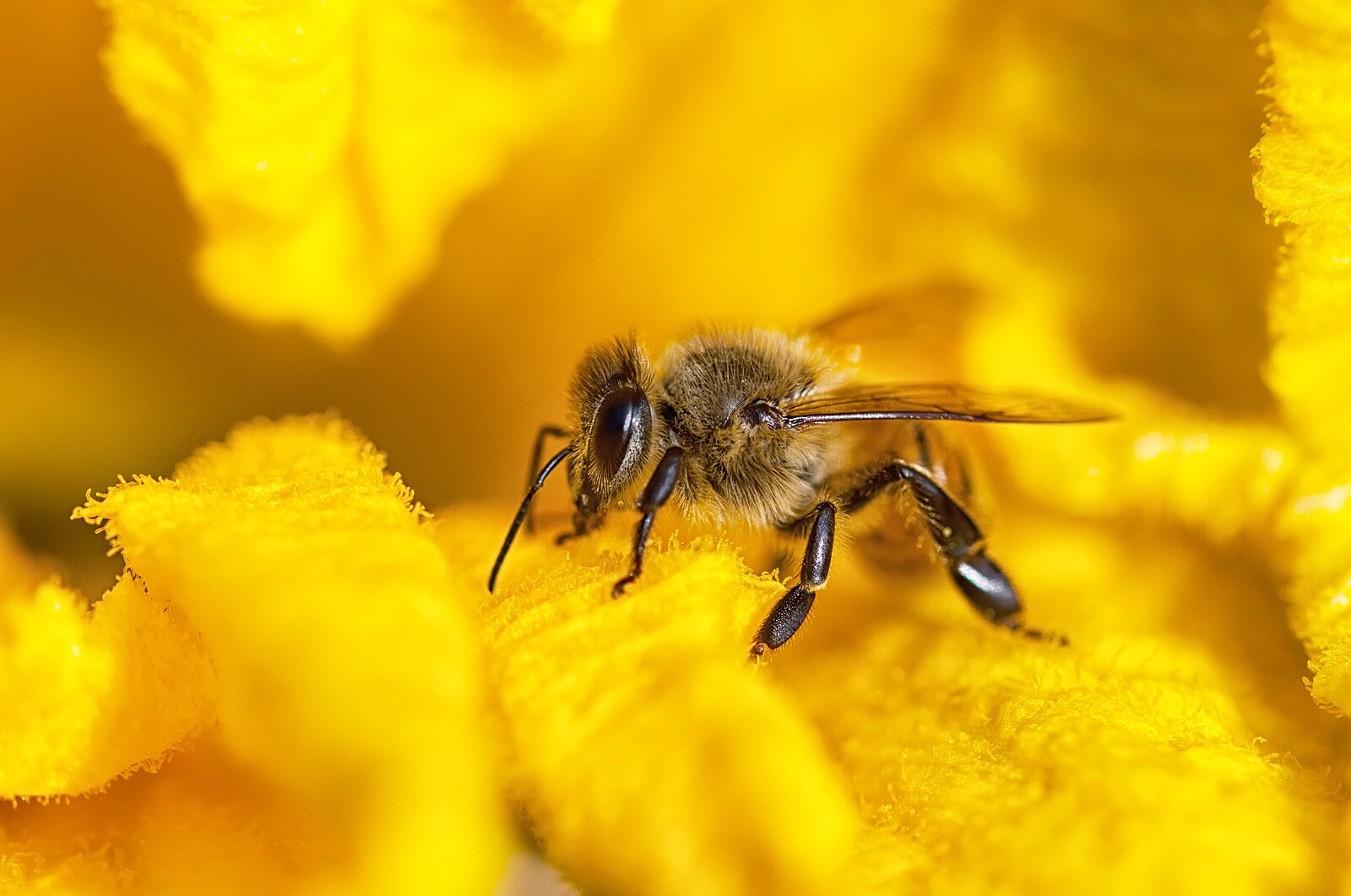 Včely mají mlsný „sosáček“. Co jim nabídnout a na čem si nejvíce  pochutnají? | Magazín | Lidovky.cz