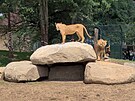 Nov vbh lv berberskch v zoo Plze