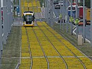 Rozkvetl ps zdob tramvajovou tra linky slo 1 v Plzni - Bolevci. (16. 6....