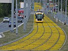 Rozkvetl ps zdob tramvajovou tra linky slo 1 v Plzni - Bolevci. (16. 6....