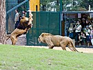 Lvi berbert maj v plzesk zoo zmodernizovan vbh. (28. 6. 2022)