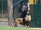 Lvi berber�t� maj� v plze�sk� zoo zmodernizovan� v�b�h. (28. 6. 2022)