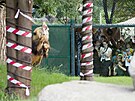 Lvi berbert maj v plzesk zoo zmodernizovan vbh. (28. 6. 2022)