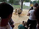 Lvi berbert maj v plzesk zoo zmodernizovan vbh. (28. 6. 2022)