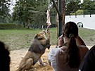 Lvi berbert maj v plzesk zoo zmodernizovan vbh. (28. 6. 2022)