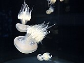 Kořenoústka plicnatá nepatří k nebezpečným druhům medúz.