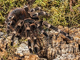 Zajímavé je, e sklípkan korálkový (Acanthoscurria geniculata) me mít v...