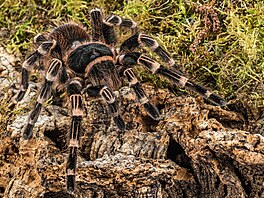 I Acanthoscurria geniculata, tedy sklípkan korálkový, patí mezi opravdové...