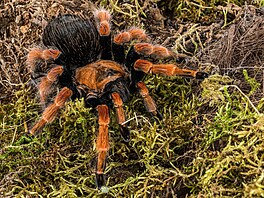 Mezi peste zbarvené druhy patí i sklípkan Böhmev (Brachypelma boehmei),...