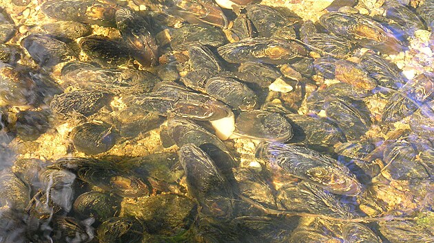 Vysazen� perlorodky odborn�ci pravideln� kontroluj�.