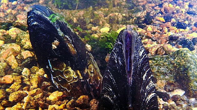 V Tepl� Vltav� �ije zhruba 1 500 perlorodek.