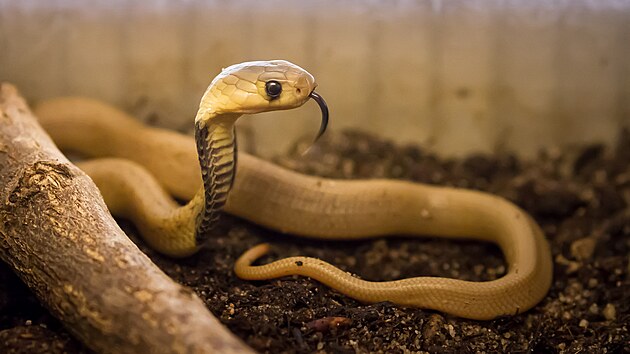 Zaříkávač v egyptském hotelu nechal hada vklouznout muži do kalhot. Turista zemřel