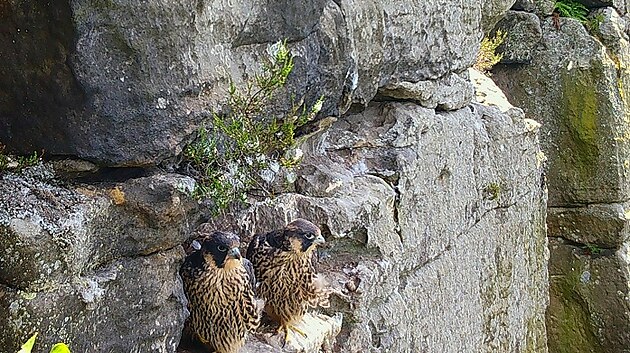 Dvě mláďata sokolů zachytila na Ostaši na Broumovsku fotopast (jaro 2022).