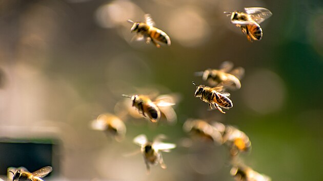 Včela létá rychlostí 29 kilometrů za hodinu, za pouhou vteřinu přitom mávne křídly dvěstěkrát. A za minutu navštíví přibližně 10 květů.