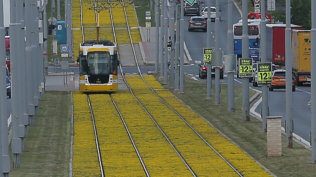 Rozkvetlý pás zdobí tramvajovou trať linky číslo 1 v Plzni - Bolevci. (16. 6. 2022)