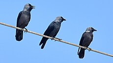 Hlasovací frakce? V�dci zjistili, �e p�sobivé hromadné odlety kav�ích hejn jsou...