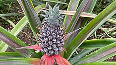 Ananasová farma. Ne vyroste ananas, trvá to dva roky.