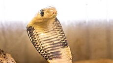 První mládě kobry kapské se vylíhlo v zoo ve Dvoře Králové. (23. 6. 2022)