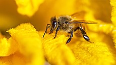 Včelí dělnice žije jen 6 týdnů a za tu dobu stihne vyprodukovat cca 9 gramů...