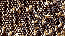 Mnozí z nás by si řekli, že včely, které mají mají úly v srdci Prahy nemohou... | na serveru Lidovky.cz | aktuální zprávy