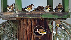 Od roku 2019, v�dy v lednu, probíhá pod hlavi�kou �eské spole�nosti...