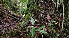 Olomou�tí v�dci objevili na ostrov� Borneo dosud neznámý druh maso�ravé...